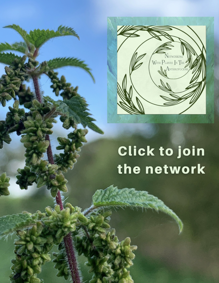Click to Join NWPA image of Nettle in seed